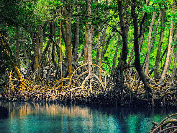 NATIONALLY DETERMINED CONTRIBUTIONS: UPDATES ON MANGROVES AS A NATURE-BASED SOLUTION